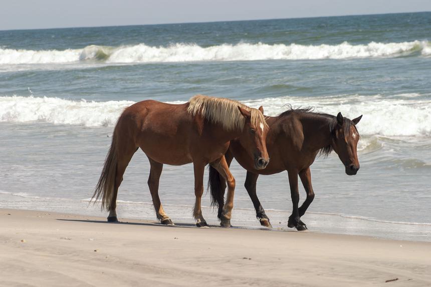   horse beach walk 