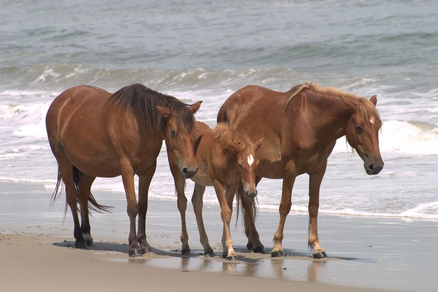   horse family hanging on beach 