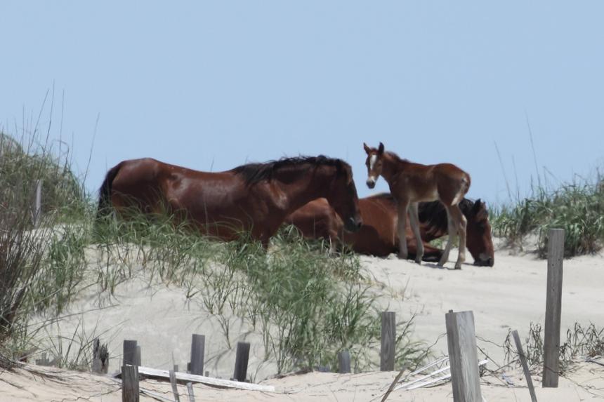   horse family on sand dune 
