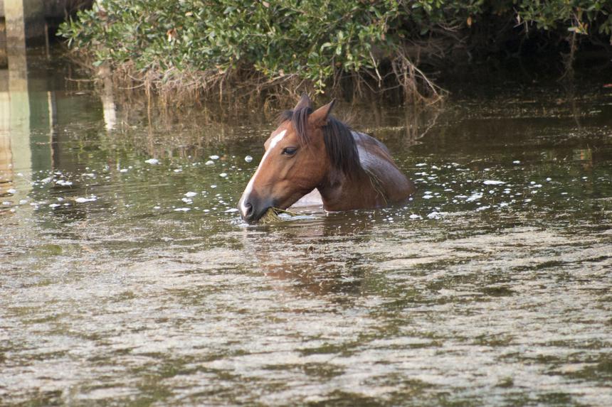  horse_water 