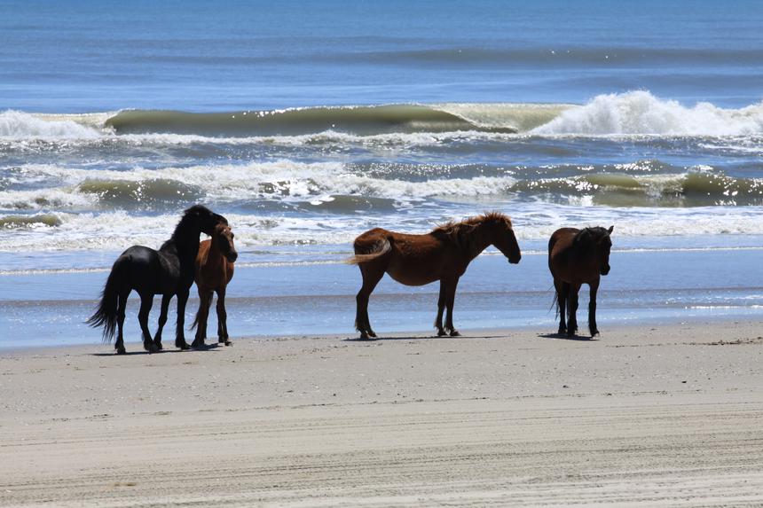   horses on a shore 