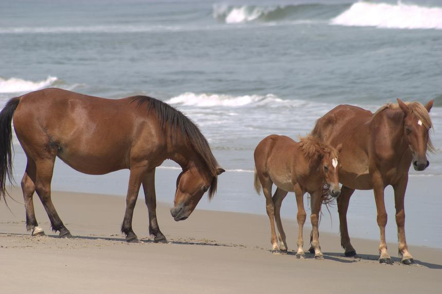   wild horses on beach 