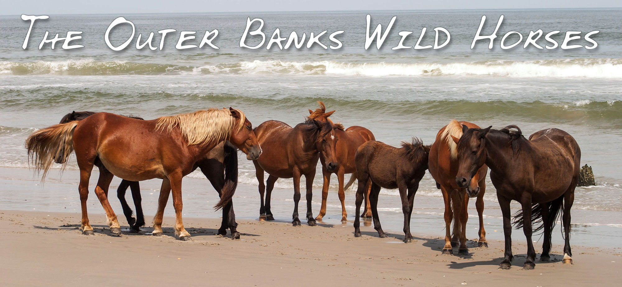 Outer Banks Wild Horses